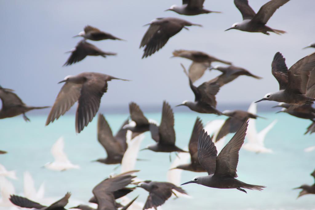 Kaafu Inn Guraidhoo Eksteriør bilde
