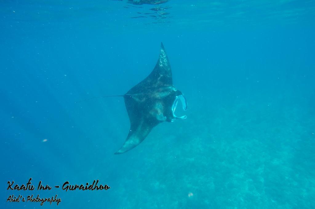 Kaafu Inn Guraidhoo Eksteriør bilde